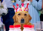 市民给狗过生日是“爱”还是“荒唐”? - 安徽新闻网