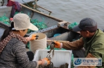 图四：工人正在挑选优质螃蟹 - 安徽新闻网