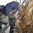 皖北地区秋季连阴雨 影响秋收秋种进度 - 农业厅