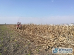 武店镇大街村正在对玉米秸秆进行旋耕作业 - 安徽新闻网