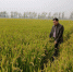 怀远县兰桥乡六万亩优质稻出现晚熟 - 安徽新闻网