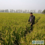 怀远县兰桥乡六万亩优质稻出现晚熟 - 安徽新闻网