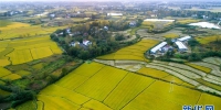 美丽中国丨丰收的田野 - 合肥在线