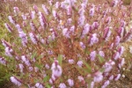 图为紫红的铜草花。 - 安徽新闻网