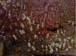 图为多个品种盛开的铜草花形成一道靓丽风景。 - 安徽新闻网