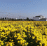 满地金黄的菊花种植基地 - 安徽新闻网