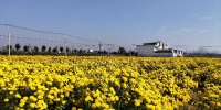 满地金黄的菊花种植基地 - 安徽新闻网