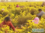 村民正忙着采摘菊花 - 安徽新闻网