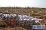 剩余的几十万斤山芋滞销，面临烂掉的危险 (1).jpg - 安徽新闻网