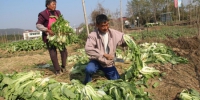 村民正在田里收获白菜 - 安徽新闻网