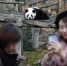 旅法大熊猫“圆仔”在动物园内玩耍 登高“博眼球” - 安徽经济新闻网