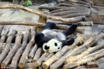 旅法大熊猫“圆仔”在动物园内玩耍 登高“博眼球” - 安徽经济新闻网