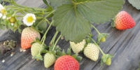 1、图为胡建东新引进的棵小、结果多、无公害的草莓新品种 - 安徽新闻网