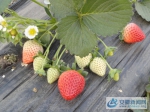 1、图为胡建东新引进的棵小、结果多、无公害的草莓新品种 - 安徽新闻网