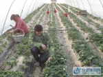 3、图为胡建东夫妻两人，正在草莓塑料大棚内除草、松土！ - 安徽新闻网