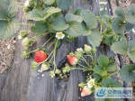 4、图为正在隆冬季节里开花结果的天仙醉草莓新品种！ - 安徽新闻网