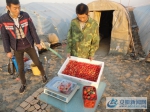 5、图为种植户胡建东，正在与前来采摘草莓的顾客欣赏京藏香！ - 安徽新闻网
