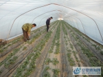6、图为种植户胡建东，正在草莓大棚内检查结果情况。 - 安徽新闻网