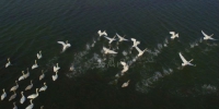 航拍小天鹅在湖面起飞 - 安徽网络电视台