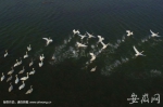 航拍小天鹅在湖面起飞 - 安徽网络电视台