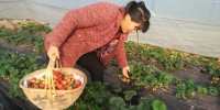 休宁县东临溪镇草莓抢“鲜”上市 - 安徽新闻网