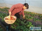 休宁县东临溪镇草莓抢“鲜”上市 - 安徽新闻网
