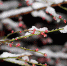 【图片专题】新年至 瑞雪临 万树松萝万朵云 - 安徽科技学院
