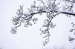 【图片专题】新年至 瑞雪临 万树松萝万朵云 - 安徽科技学院