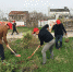 图为志愿者扬起铁锹、埋头植树 - 安徽新闻网
