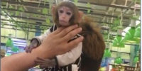 3 月29 日晚，合肥市清溪路，一位市民携带猴子逛超市。（图片由受访者提供） - 安徽网络电视台