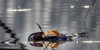 3月23日，一只死去的鸳鸯漂浮在大通湿地水面上。（受访者供图） - 安徽网络电视台