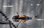 3月23日，一只死去的鸳鸯漂浮在大通湿地水面上。（受访者供图） - 安徽网络电视台