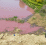 <p>一名男子在变红的河水里捕鱼。</p> - 安徽网络电视台