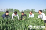 亳州：小麦赤霉病防治督导到地头 - 安徽经济新闻网