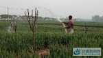 2为海棠树苗木浇水的公益性岗位人员 - 安徽新闻网