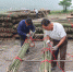工人正在对收购的小竹子进行绑扎2 - 安徽新闻网