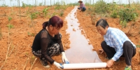 村民们正在雷竹林里给套种的西瓜覆盖塑料白膜9 - 安徽新闻网