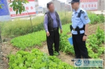 滁州：村民预防家禽生病非法种植罂粟 民警发现及时铲除 - 安徽新闻网