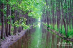 “立夏”节气 合肥滨湖森林公园绿意盎然 - 安徽经济新闻网