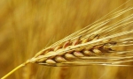 安徽合肥：粮食产业三年提升行动计划启动.jpg - 粮食局