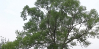 六安市霍邱县宋店乡有一棵64年树龄的小叶榆树 - 安徽新闻网