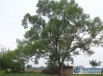六安市霍邱县宋店乡有一棵64年树龄的小叶榆树 - 安徽新闻网