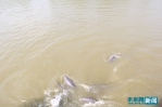 铜陵:生活在长江夹心岛的11头江豚与21位护豚人 - 中安在线