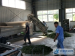 小产业中打造“石台模式”图之石泉村茶厂茶叶加工内景 - 安徽新闻网