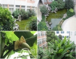 “模拟湿地生态系统-湿地小池塘”与“芭蕉林” - News.Hefei.Cc