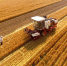 全国小麦收获进度过八成 - 农业厅