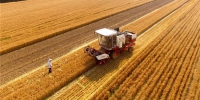 全国小麦收获进度过八成 - 农业厅