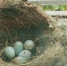 小黑鸟产下5个鸟蛋。 - 安徽网络电视台