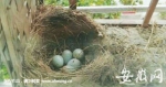 小黑鸟产下5个鸟蛋。 - 安徽网络电视台