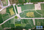 航拍：稻田动漫创意巧 绘就田园新面貌 - 合肥在线